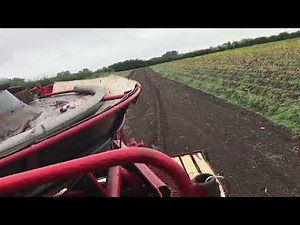 Massey 711 potato harvester international hydro 84 operation vintage