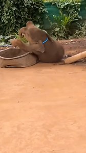==>Full story in first comment Look at this clumsy baby elephant falling is so adorable | Cat Life