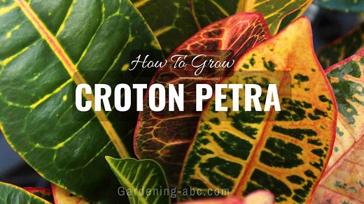 Croton Petra Plants Care: Everything You Need To Know About Growing Croton Petra