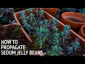#7 How to propagate sedum jelly beans