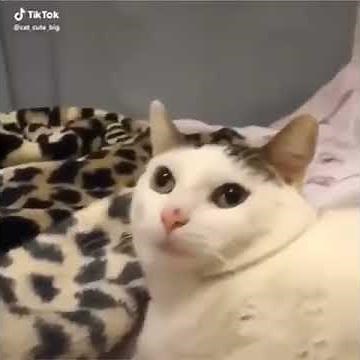 Cat gets cheese thrown on its face and dies (eee eeeeeeee eee eee)