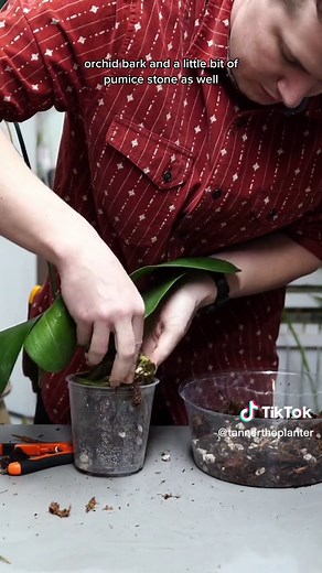 Orchid leaves can go limp from overwatering or underwatering. Heres how I fixed this customers problem with her orchid. Removing the dead roots and sanitizing the healthy will ensure the rotting bacteria doesnt spread. This is a good method for all houseplants that have root rot. I’m also going to talk to the customer about removing some of the bottom leaves so the roots can focus on hydrating a few leaves fully, rather than all leaves partially. #houseplants #orchids #planttips