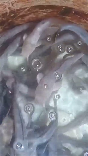 pwede mag alaga ng hito sa drum parang mabagal lang lumali