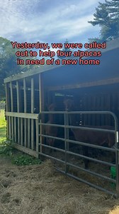 The four alpaca boys we have been working on rescuing are now here at the sanctuary. 💓 As we mentioned yesterday, we have never rescued so many large animals at once (not counting pregnant mamas who gave birth here), and thankfully their loading up and transport was really seamless. They have been very nervous but are slowly starting to settle into the quarantine paddock and their very first fully enclosed shelter. Our vet will be here on Thursday for their testing and vaccines. They are VERY b