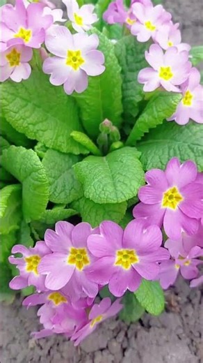 First Spring Flowers: Primula Bloom 🌸 #houseplants #plantlife