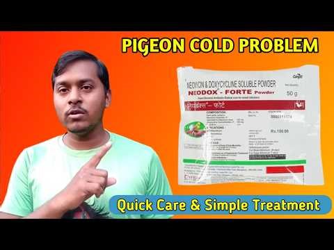 Pigeon Cold Problem 🕊️ | Best Medicine & Full Treatment at Home