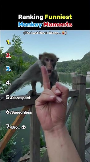 Ranking The Funniest Monkey Moments Caught On Camera 🐒😂 (Wait For #1)