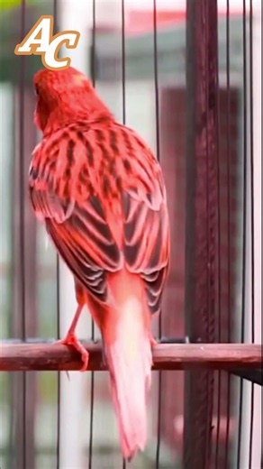 تغريد ذكر #كناري هائج CANTO DO CANÁRIO #canário #canary #birds