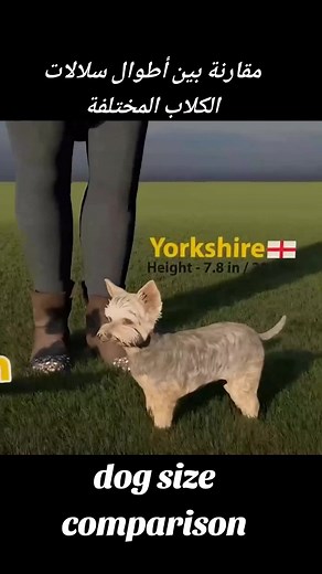 Dog Size Comparison: Understanding the Varied Lengths of Different Dog Breeds