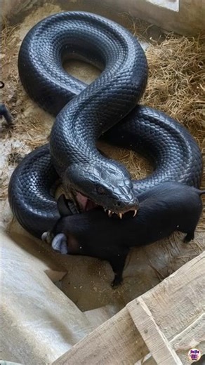 giant python crawled in to catch pig