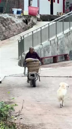 Funny dog videos compilation - best viral dog clips