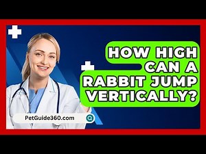 How High Can A Rabbit Jump Vertically? - PetGuide360.com