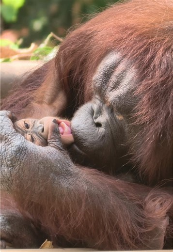 A Heartwarming Kiss from Mom: Animal Bonds