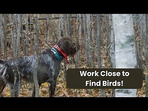 Hunting with Close Working Pointing Dogs for Grouse