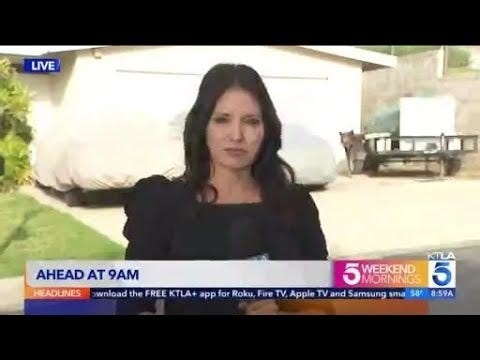 Bear photobombs live TV report about bears