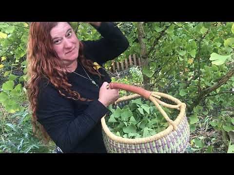 Ginkgo Leaves: Tincture Making Update & Review (Ginkgo biloba)