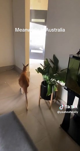 Funny Australian Kangaroo Moment — Letting It Out Quick Sticks