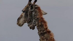 This giraffe was spotted suffering from skin disease - large lesions covering its neck and body. It's caused by a virus called papillomavirus🦒🦠 #giraffes #giraffe #giraffelove #wildlife #safari #gamedrivesafari | Wildfriends Africa