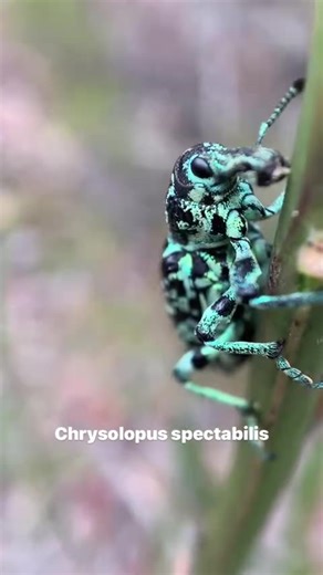 Chrysolopus spectabilis