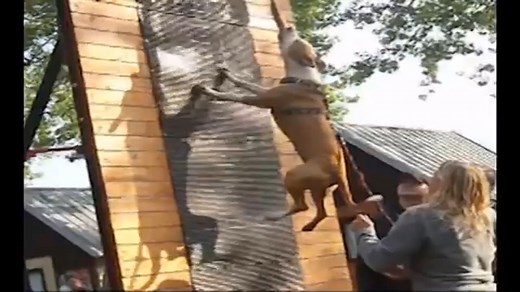 1.3K views · 35 reactions | American Bully Dog Breeds on Reels | Facebook