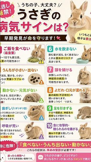 うさぎの病気サイン見逃してない？🐰⚠️「食べない・うんち出ない・動かない」は特に危険！いつもと違う様子、実はSOSかも…。保存推奨📌