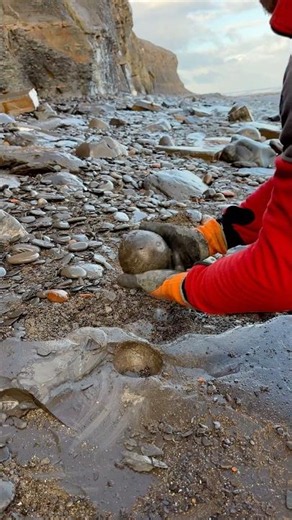 We came across a HUGE shale landslide filled with rocks containing fossils! 🏝️