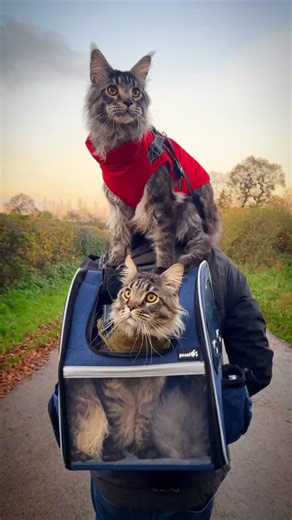 COME WALK WITH THE DOUBLE FLOOFSTERS Well looky here. A double decker bag of hairy idiots. Cats in bags and bouncy walks. So happy it’s this time of year and we can bust out all the outdoor wear. I’m such a loser 😂😂😂 #catsinbags #catsoutside #twocats #catsinclothes | Miche Middleton