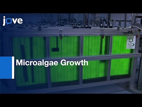 Microalgae Growth in Photobioreactors by Flue Gas | Protocol Preview