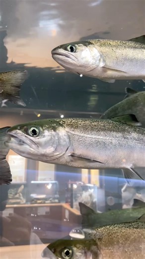 マルタ🐟✨可愛くて🥰ず〜と見てた👀💕🤭 #相模川ふれあい科学館 #神奈川県 #相模原市