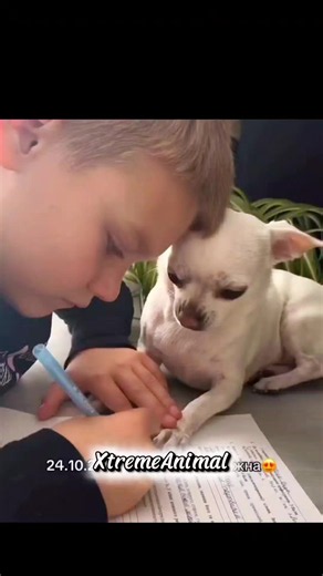 Como explicar esse amor por cachorros?