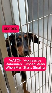 WATCH: 'Aggressive' Doberman Turns to Mush When Man Starts Singing! #adoptme #doberman #dogs | Rocky Kanaka