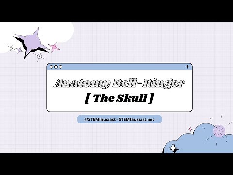 Anatomy and Physiology Quiz (Bell-Ringer) - Skeletal System | The Skull