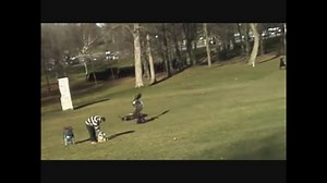 イヌワシが子どもをさらう衝撃映像