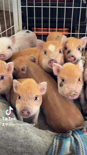 280 reactions · 18 shares | Naptime #charmingminipigs #naps #minipigs | Charming Mini Pigs | Facebook