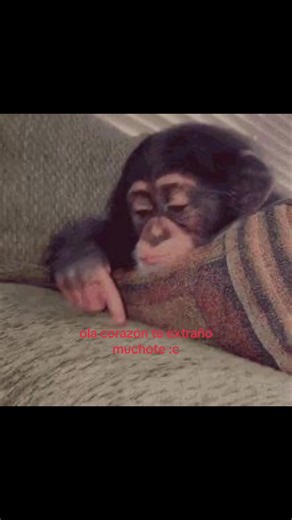 #parejas #gatitostiktok #parejas #Amor #fyp | gato