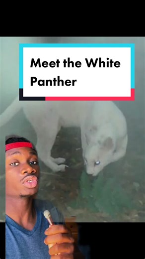 Rare Encounter: The Mysterious Caucasian Cougar Revealed