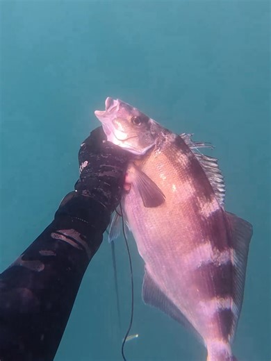 Chasing Fish on a Tough Day with Poor Visibility