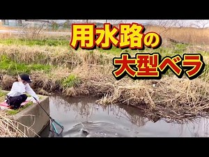 用水路にヘラブナの大群が遡上！短竿で乗っ込みの腹パン巨ベラを釣り上げる。