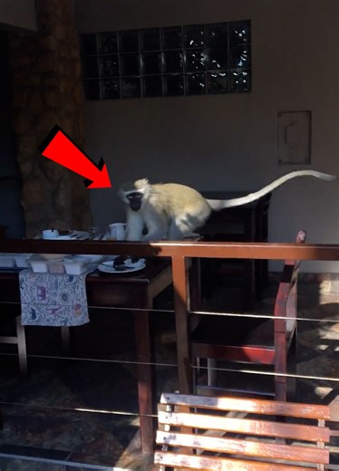 5.6K views · 19 reactions | When Wildlife Turns To A Life Of Crime! 藍 | Uncensored Adults | Facebook