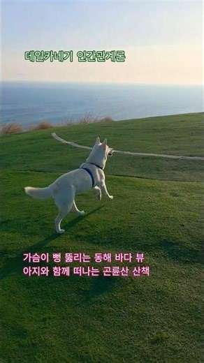 "곤륜산 정상에서 날아다니는 진돗개" #포항여행 #자기야 #진돗개 #박주희 #포항가볼만한곳 #애견동반여행 #인생샷명소 #동해바다 #백구 #반려견 #멍멍이 #강아지 #데일카네기