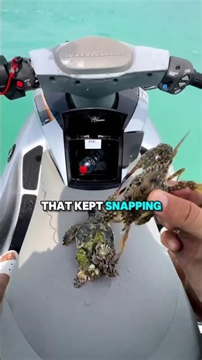 Watch What Happens When This Turtle Gets Help!