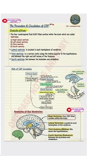 Formation & Circulation of CSF | Anatomy | MBBS |BAMS #quick #shorts#brain#anatomy #mbbsnotes #CSF