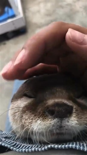 15 reactions | Me When I watch a horror film. | Otters Unity | Facebook