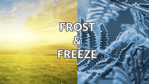 Sharp drop in temperatures means frost again