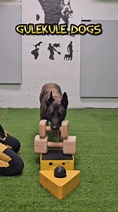 Skill mastery. #SkillMastery #notyourordinarything #DogTraining #malinois #daretobedifferent | GuleKule Dogs