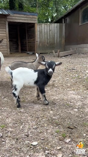 🎉 Naissances chez les chèvres naines ! 🐐✨ Deux adorables bébés chèvres naines ont vu le jour récemment au Zoo de Jurques 💛 Un petit mâle est né le 14 mai et a rapidement été rejoint par une femelle née le 21 mai. Tous deux se portent à merveille et commencent déjà à gambader autour de leur maman sous les yeux émerveillés des visiteurs. Venez vite faire leur connaissance dans l’enclos de la mini-ferme, où les câlins ne sont jamais loin ! 😍 N’oubliez pas vos appareils photos 📸, ces deux petit