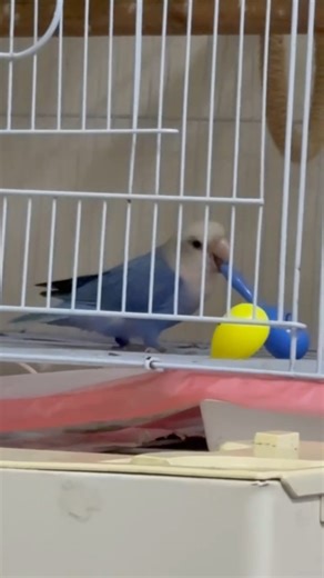 KASHAAAAAAF on Instagram: "I always wanted Coco to play with his toys, but he never did. I tried so many times, but he just wasn’t interested. Then one day, out of nowhere, I saw him playing like this. This is one of my favorite video, and it’s a few months old video, but it was the first time I ever saw Coco playing like this and record a little. After that, he started doing it more often. I was honestly shocked to see how intelligent he is… the way he uses his mind, understands things, and lea