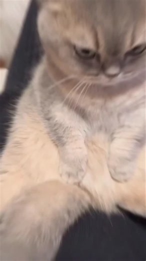 Fact Banana on Instagram: "This Cat’s Angry Face Will Make You Laugh 😍 #viral #trending #facts #new #hearttouching #animals #latest #knowledge #reels #shorts #fact_banana"