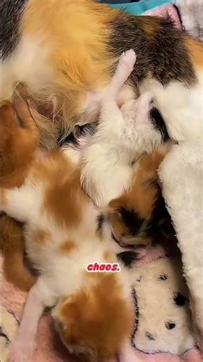 #kittenlove #cuddleparty #fluffballs #sleepingkittens #catsofinstagram #kittenlife