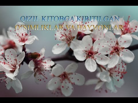 O'zbekiston Qizil Kitobiga Kiritilgan O'simliklar, Hayvonlar Ro'yhati.